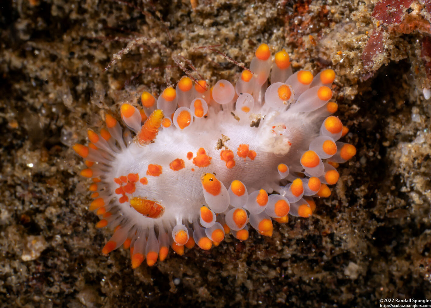 Limacia mcdonaldi (McDonald's Dorid)