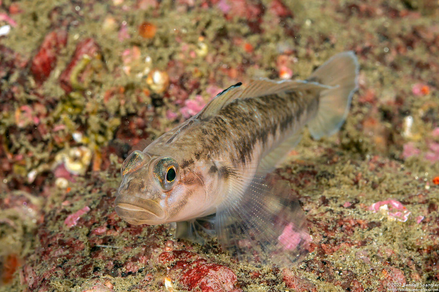 Rhinogobiops nicholsii (Blackeye Goby)