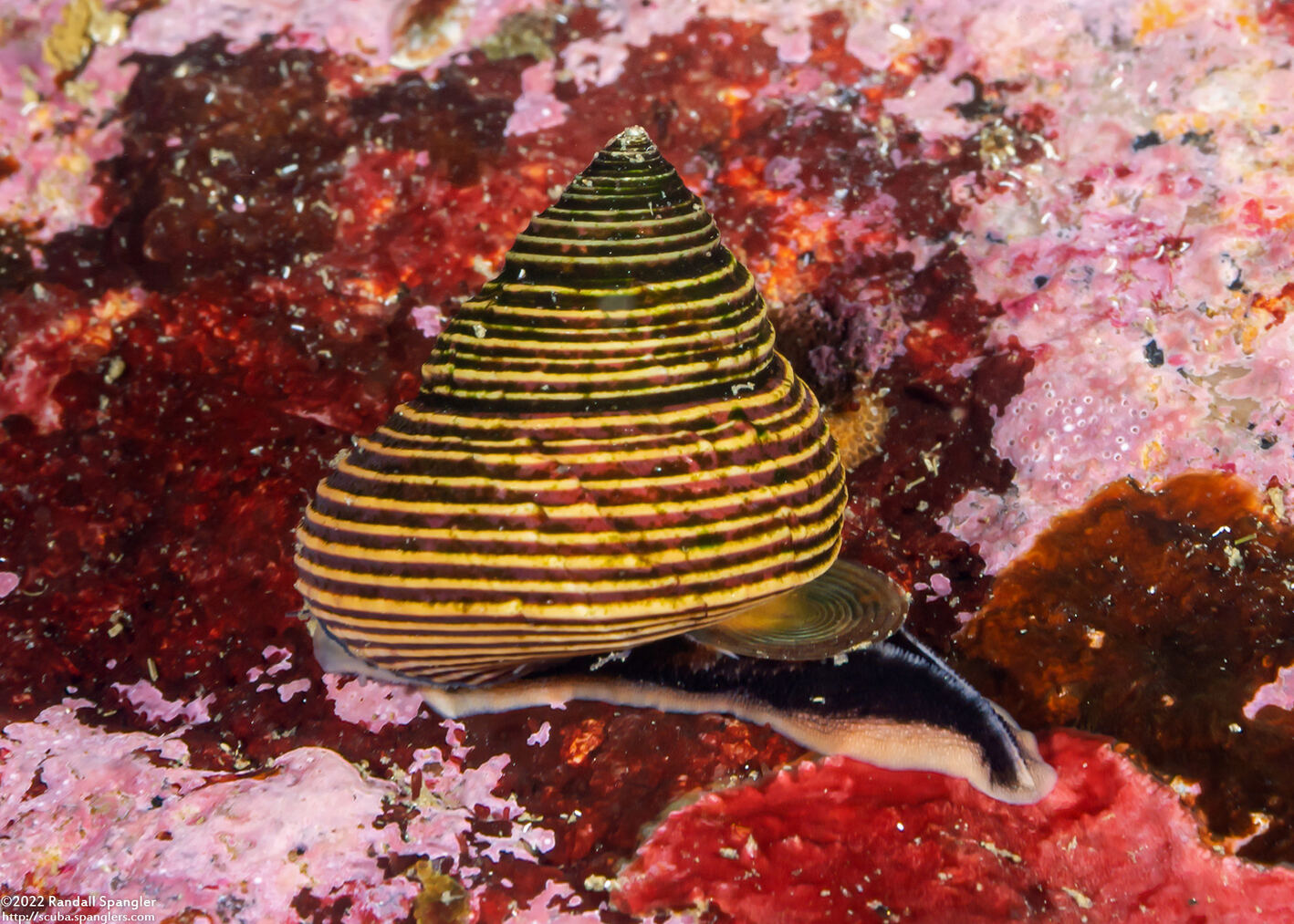 Calliostoma ligatum (Blue Top Snail)
