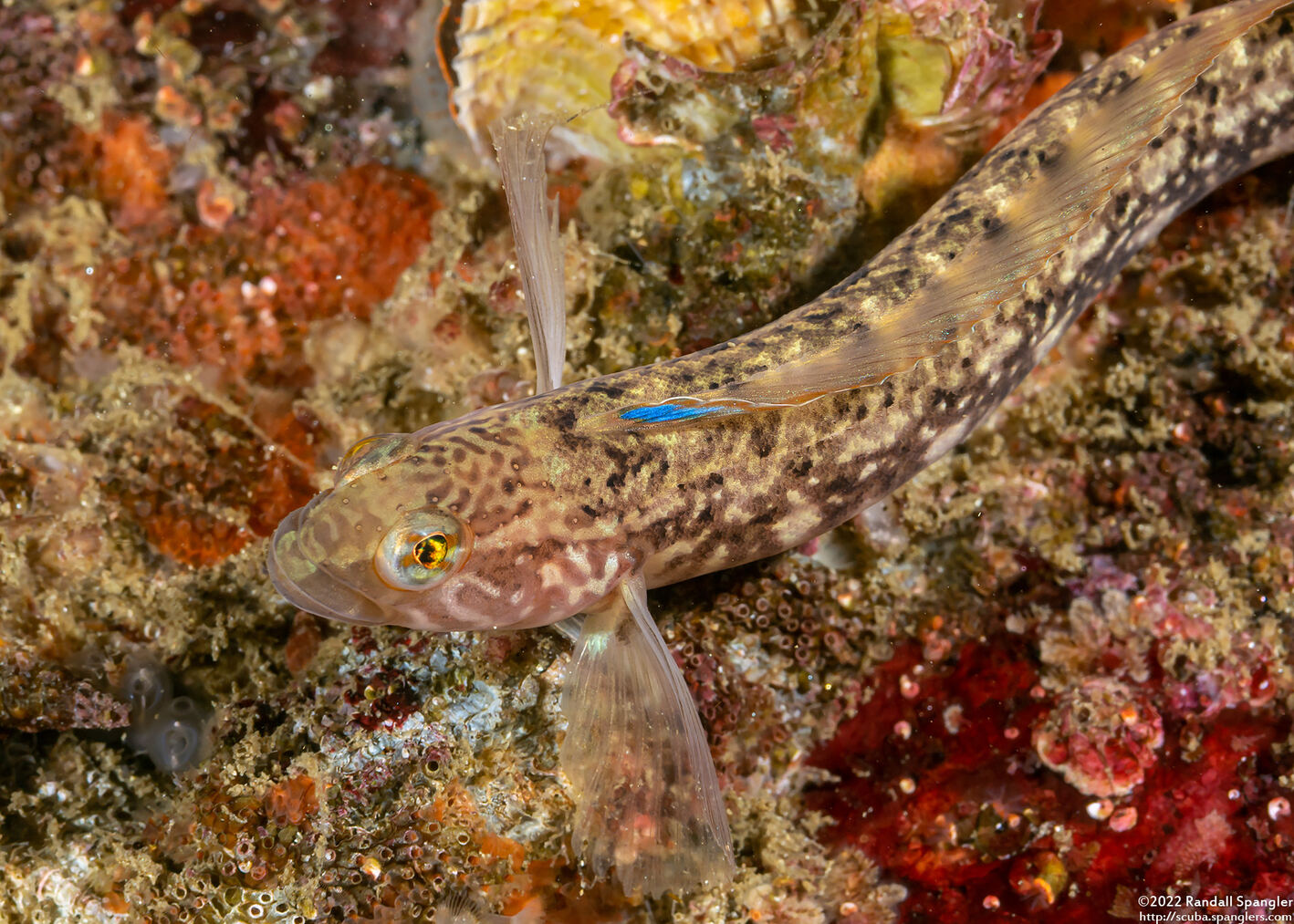Rathbunella alleni (Stripefin Ronquil)