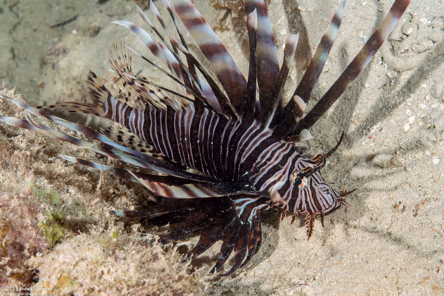 Pterois volitans (Red Lionfish)
