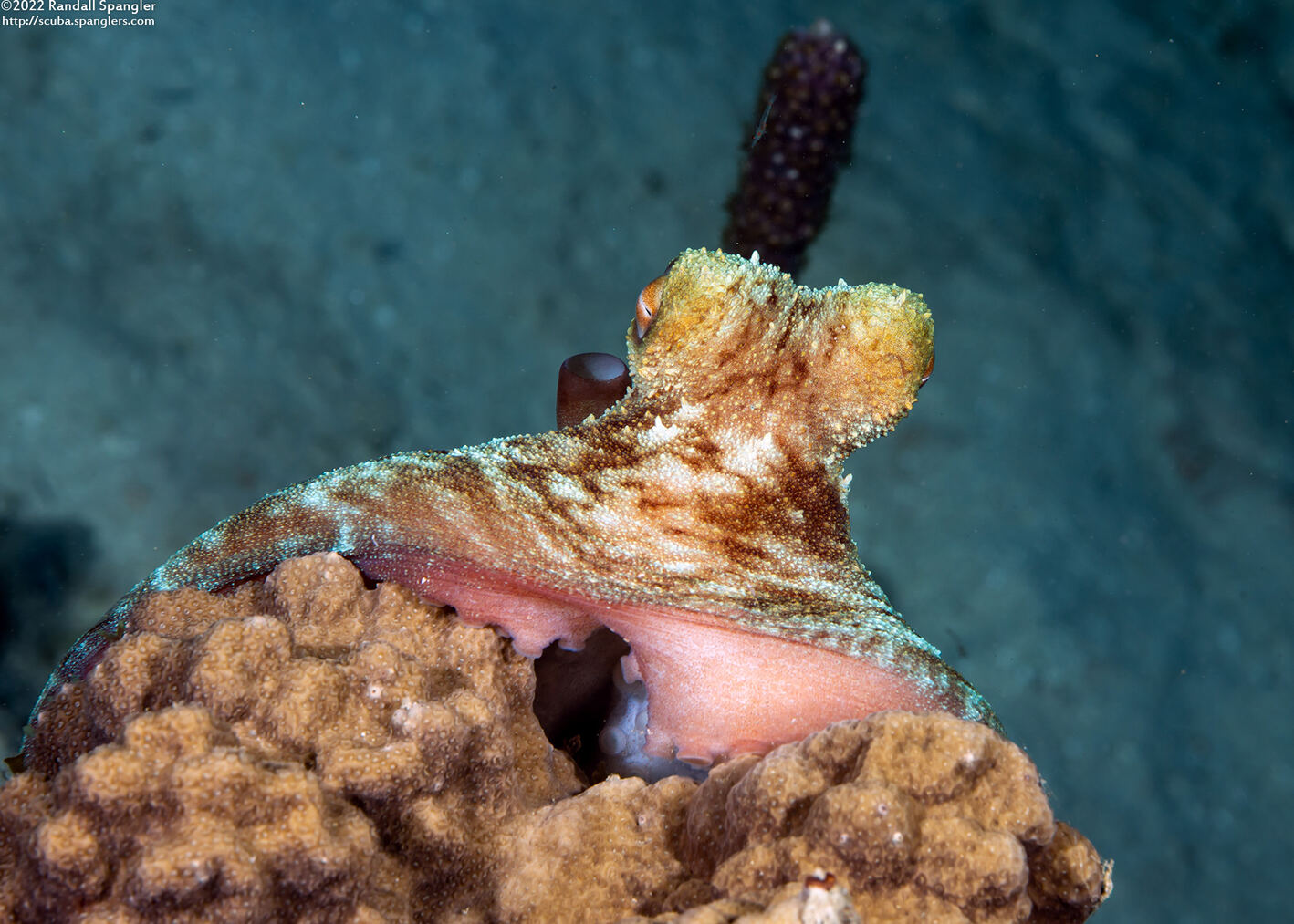 Octopus briareus (Caribbean Reef Octopus)