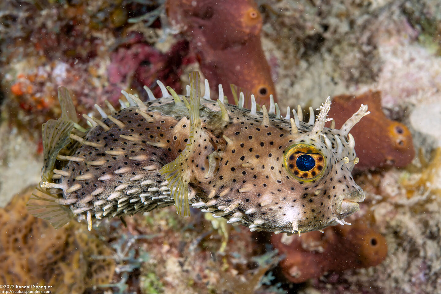 Chilomycterus antennatus (Bridled Burrfish)