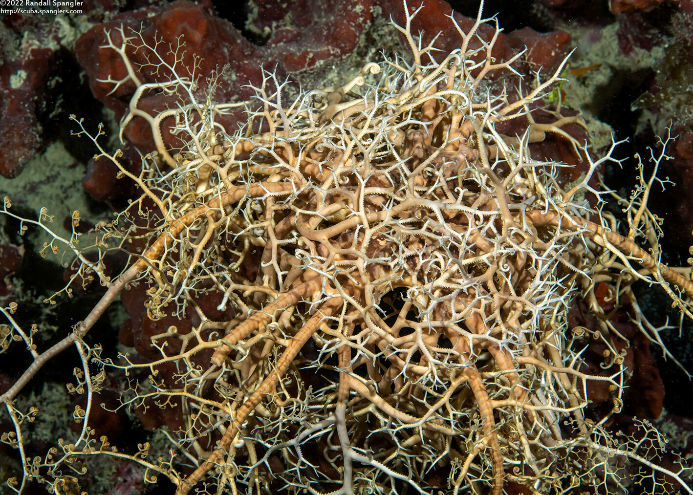 Astrophyton muricatum (Giant Basket Star)