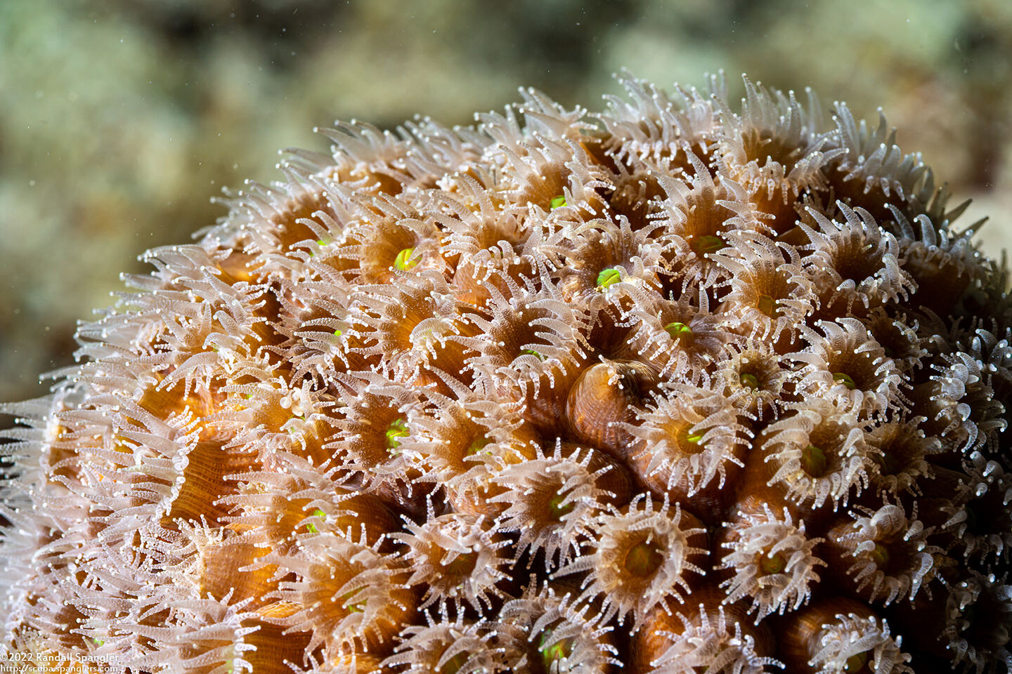 Montastraea cavernosa (Great Star Coral)