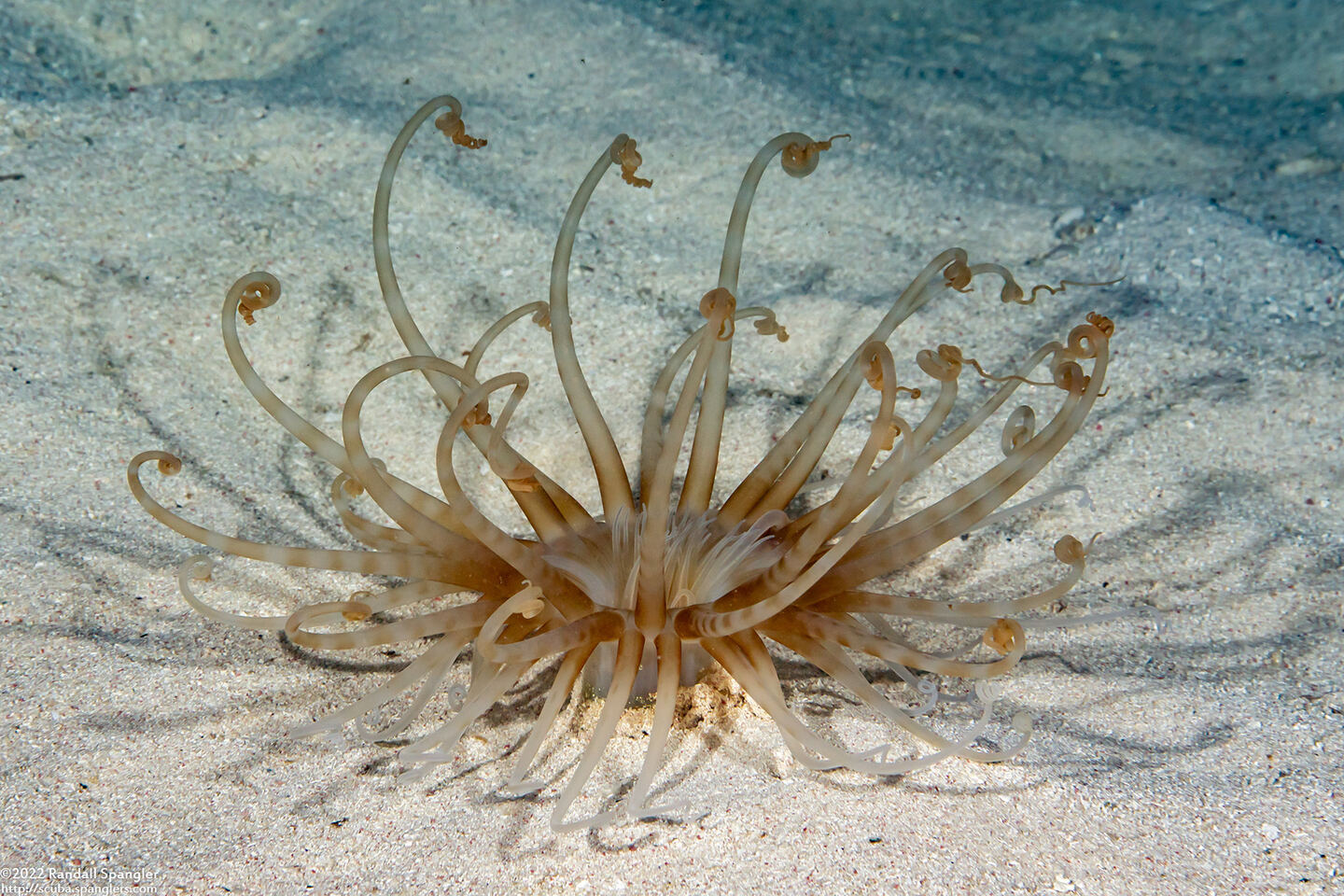Isarachnanthus nocturnus (Banded Tube-Dwelling Anemone)