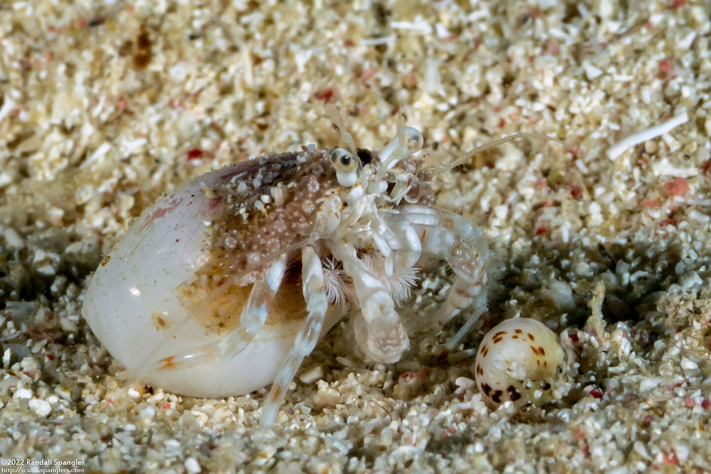 Iridopagurus reticulatus (Reticulated Hermit Crab)