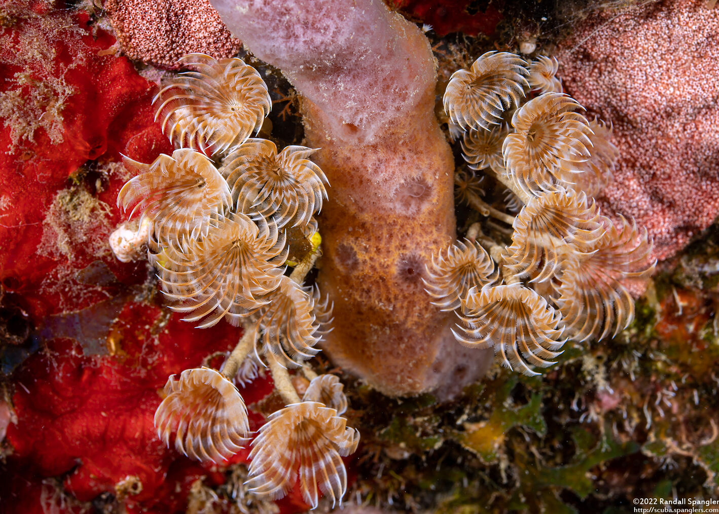 Bispira brunnea (Social Feather Duster)