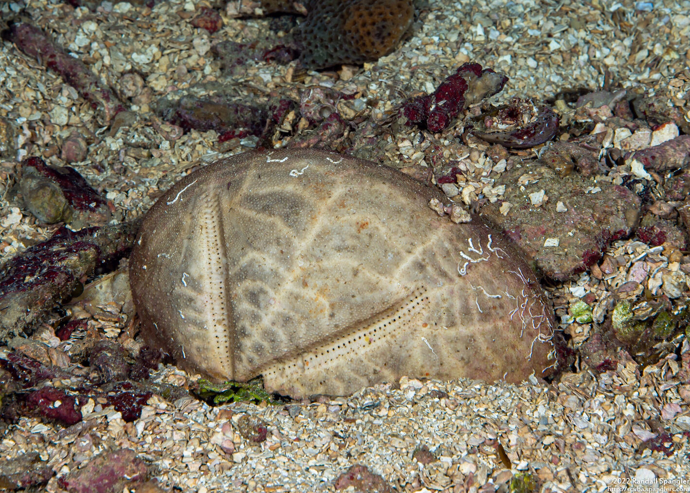 Meoma ventricosa (Red Heart Urchin); Urchin test (skeleton)