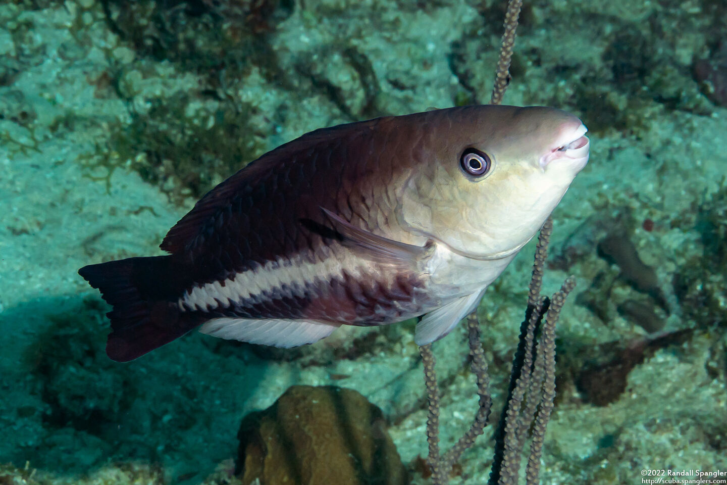 Scarus vetula (Queen Parrotfish)