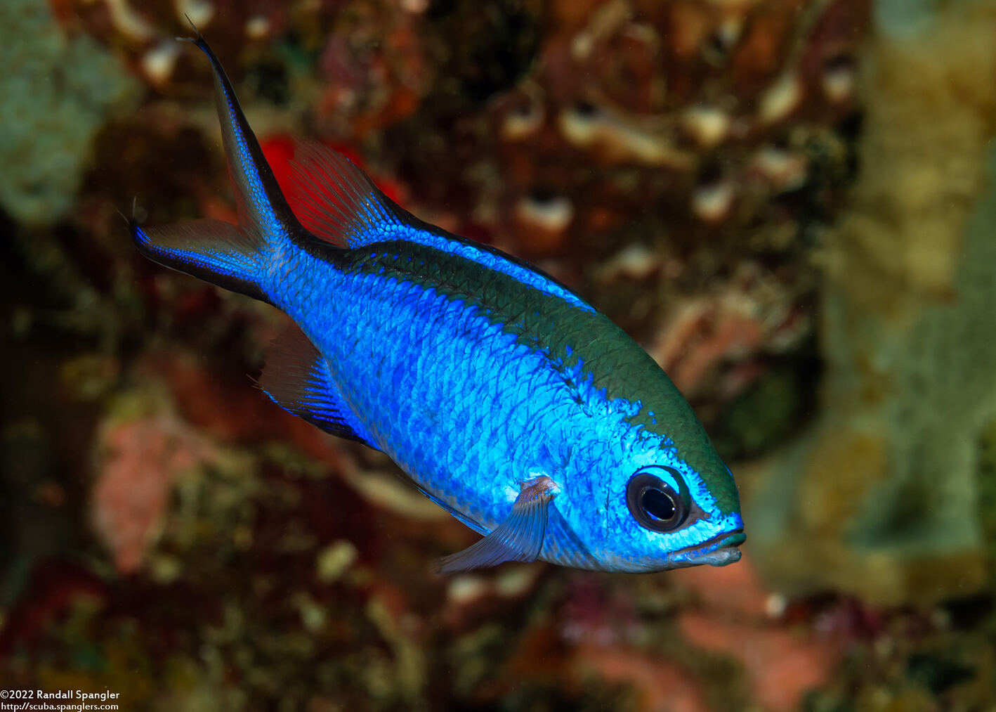 Chromis cyanea (Blue Chromis)