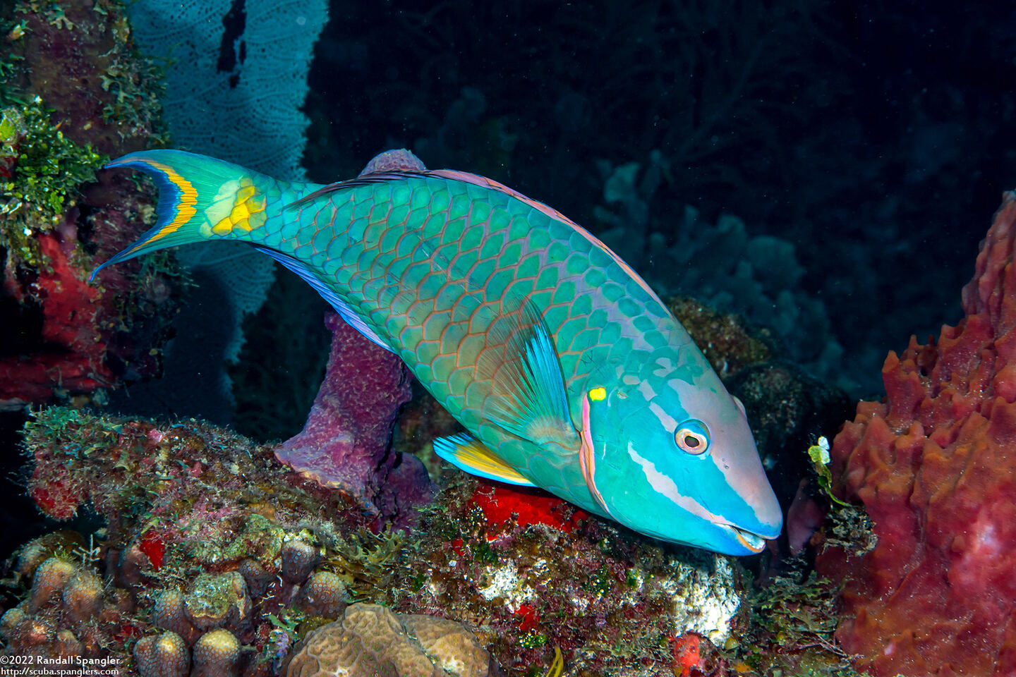 Sparisoma viride (Stoplight Parrotfish)
