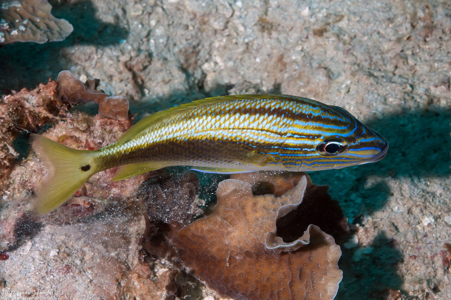 Haemulon plumierii (White Grunt)