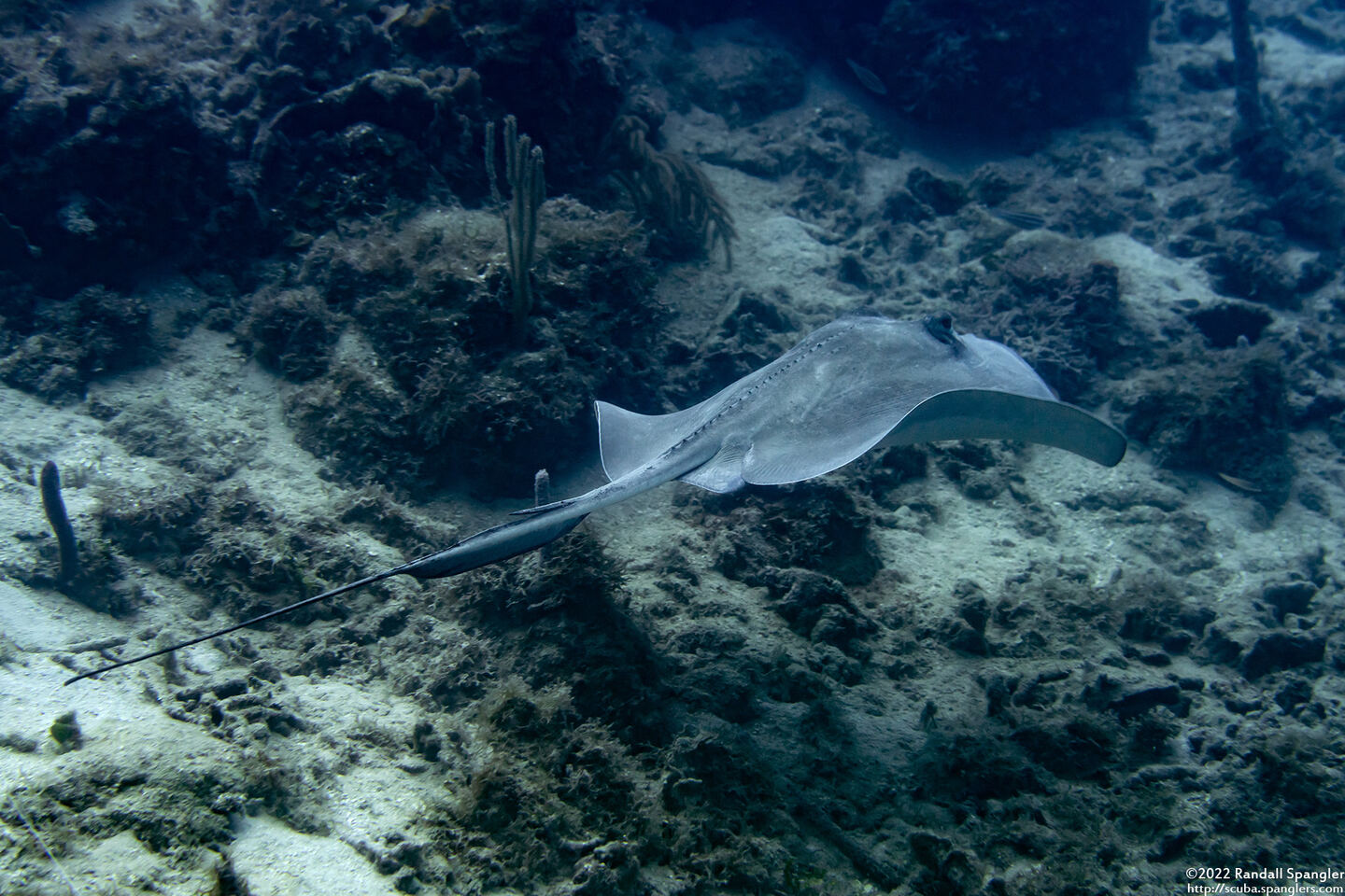 Hypanus americanus (Southern Stingray)