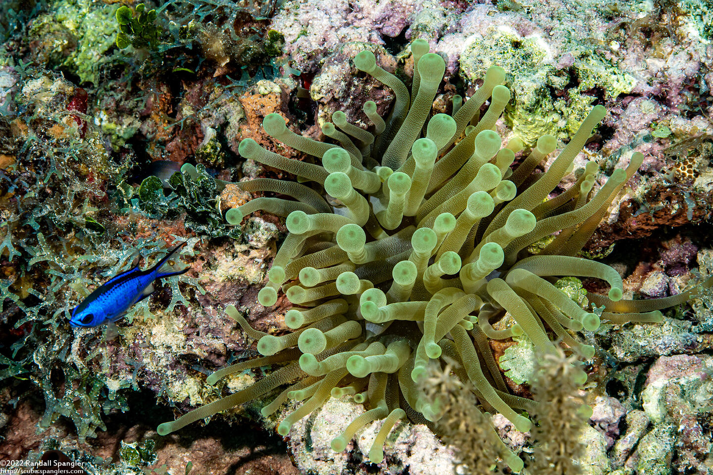 Condylactis gigantea (Giant Anemone)