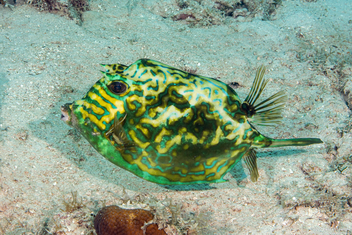Acanthostracion quadricornis (Scrawled Cowfish)