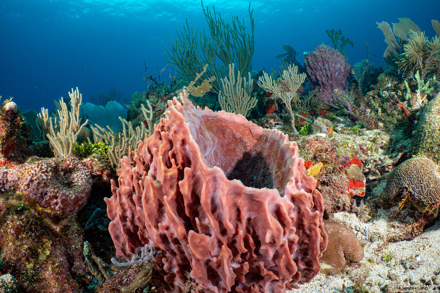 Xestospongia muta (Giant Barrel Sponge)
