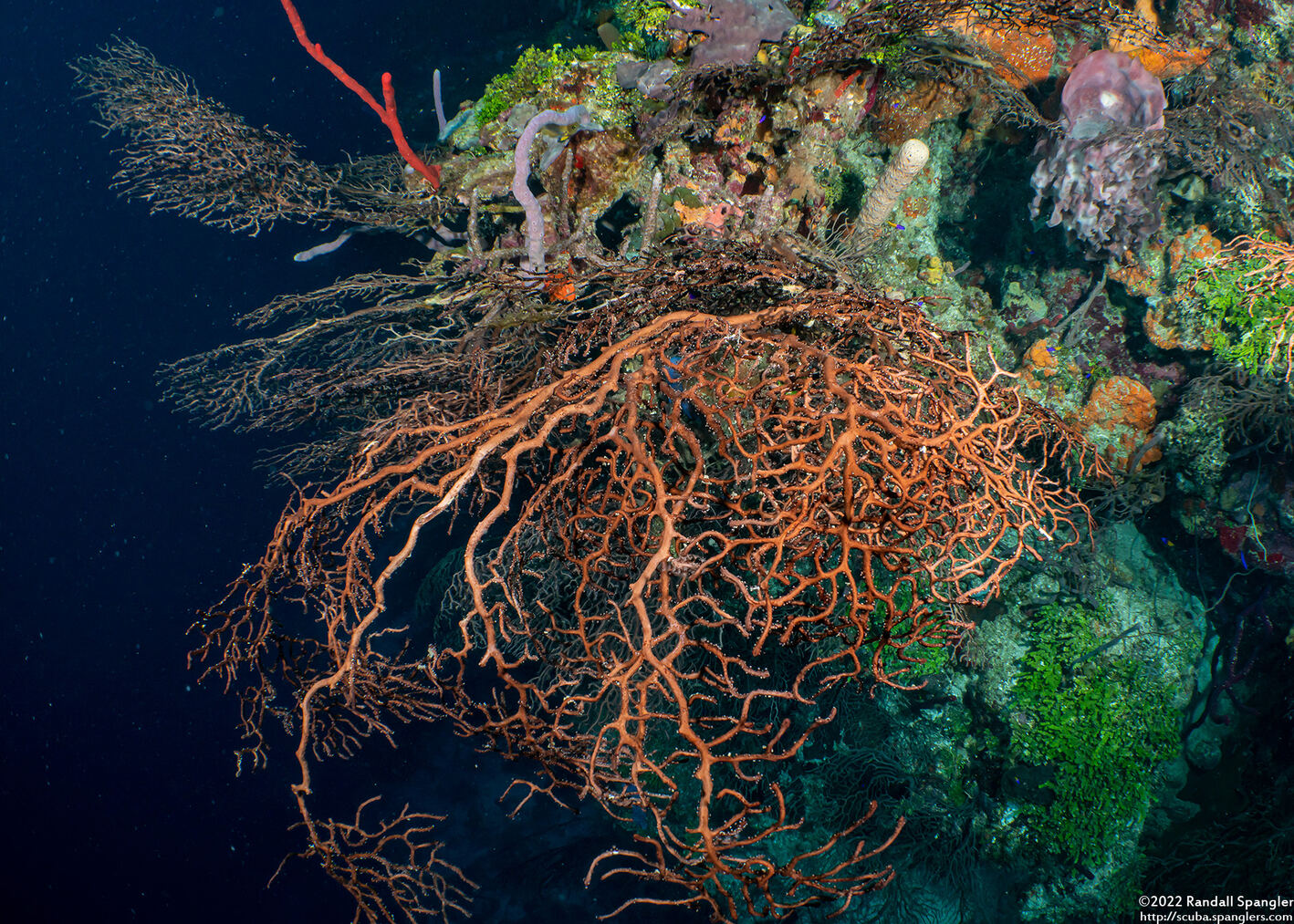 Iciligorgia schrammi (Deepwater Sea Fan)