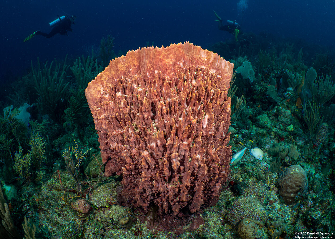 Xestospongia muta (Giant Barrel Sponge)
