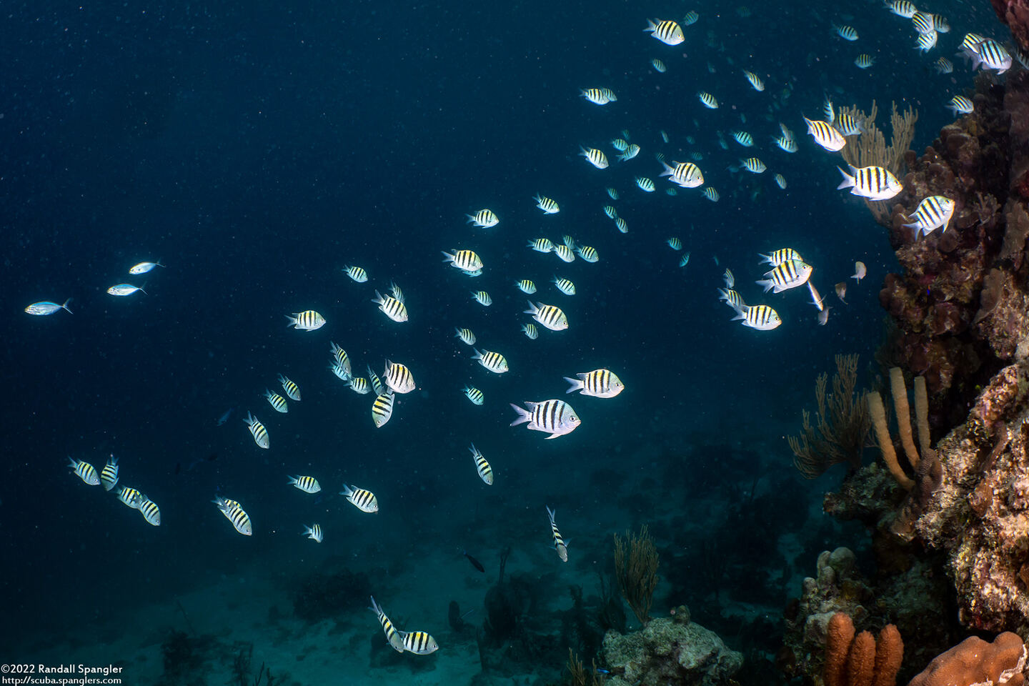 Abudefduf saxatilis (Sergeant Major)