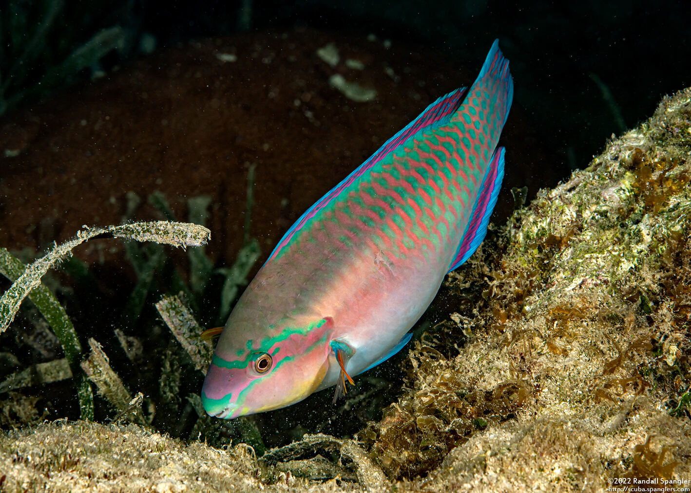 Scarus iseri (Striped Parrotfish)