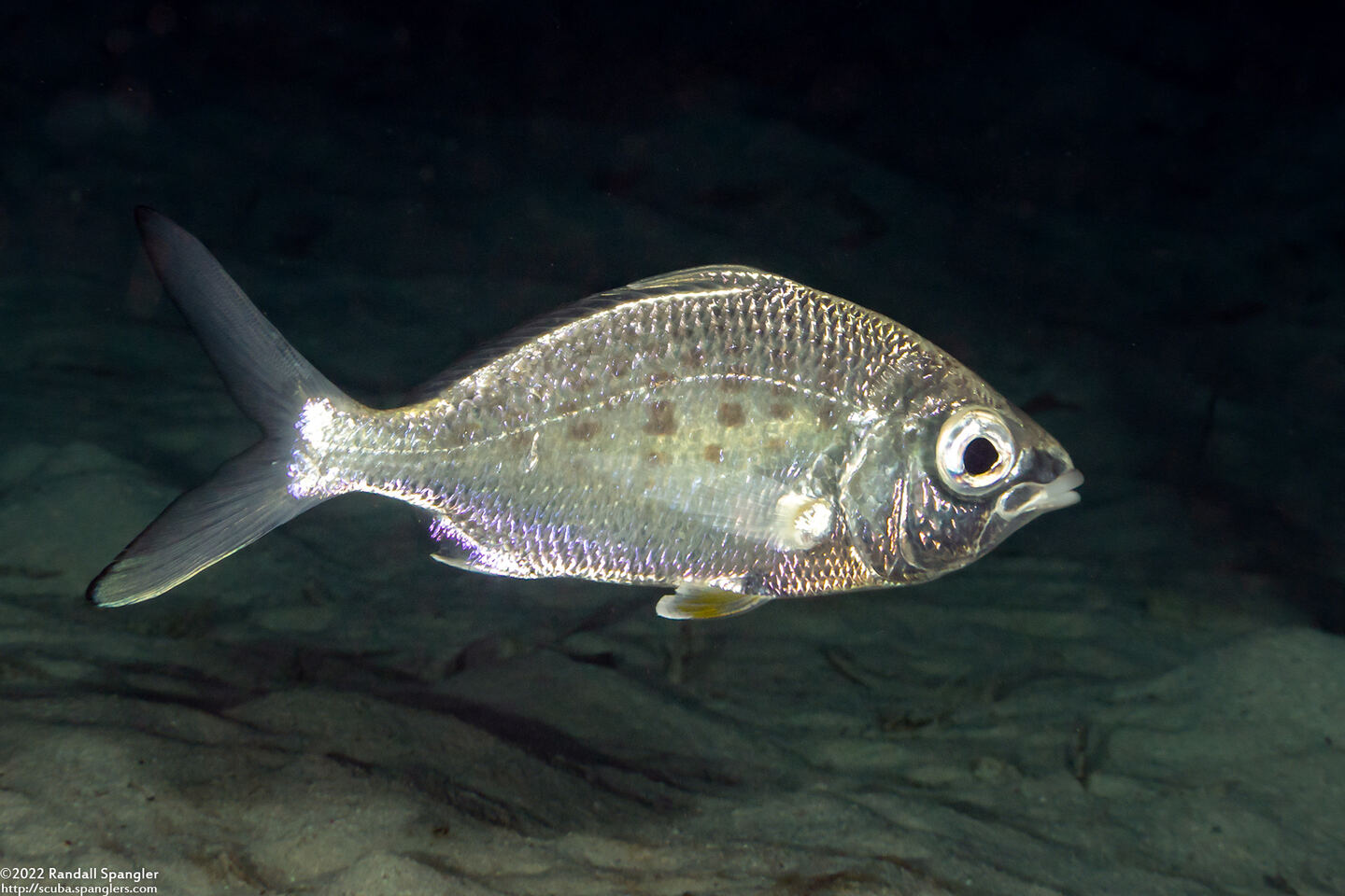 Gerres cinereus (Yellowfin Mojarra)