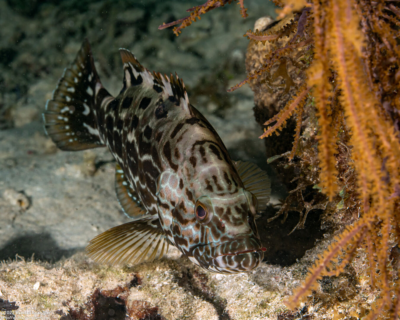 Mycteroperca bonaci (Black Grouper)