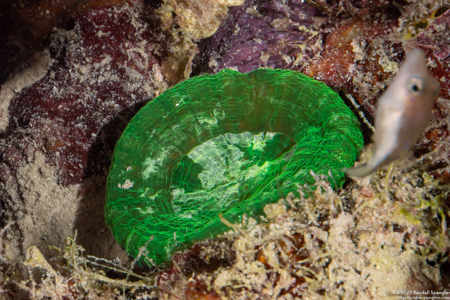 Scolymia wellsii (Solitary Disc Coral)