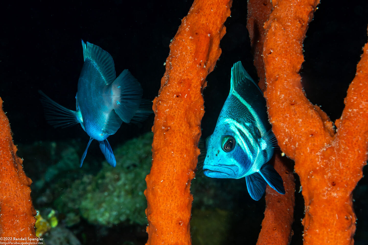 Hypoplectrus indigo (Indigo Hamlet)