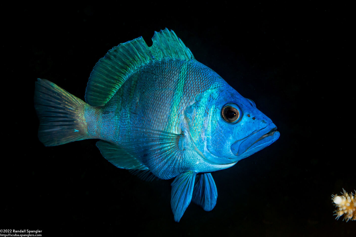 Hypoplectrus indigo (Indigo Hamlet)