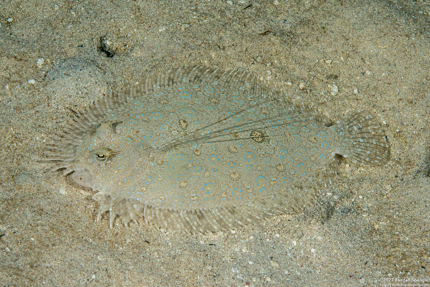 Bothus maculiferus (Maculated Flounder)