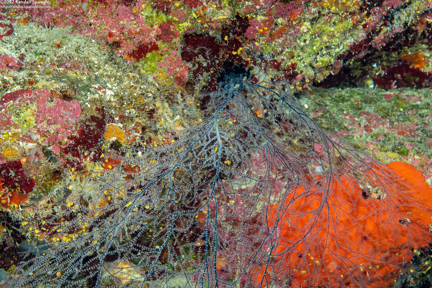 Antipathes atlantica (Gray Sea Fan Black Coral)