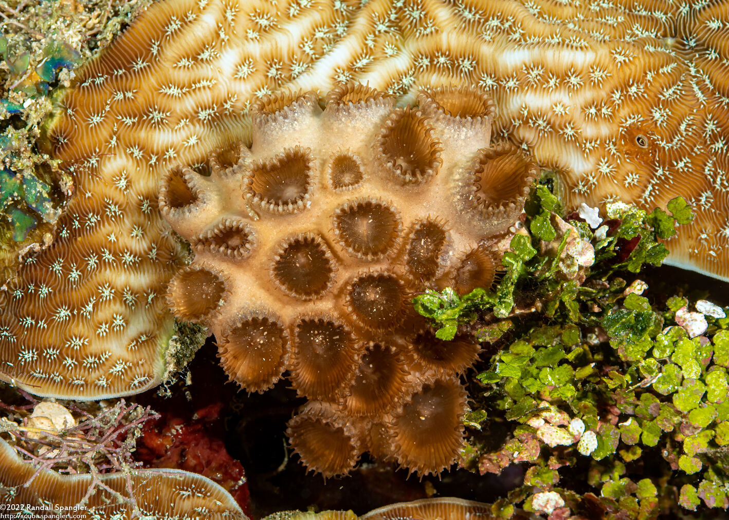 Palythoa caribaeorum (Encrusting Zoanthid)