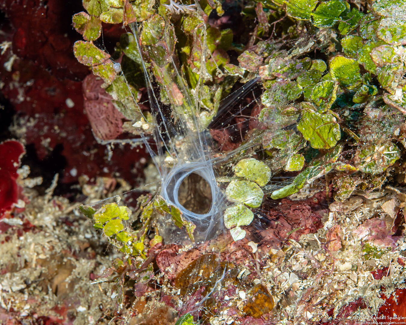 Eunice sp.1 (Bobbit Worm); Bobbit worm den