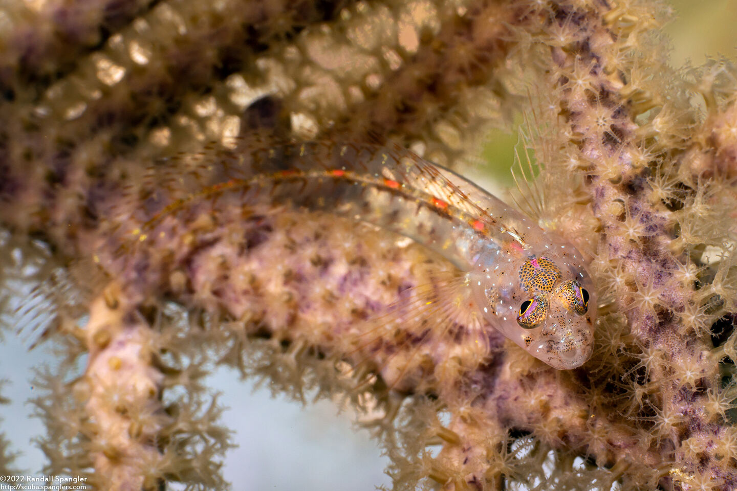 Emblemariopsis pricei (Sea Fan Blenny)