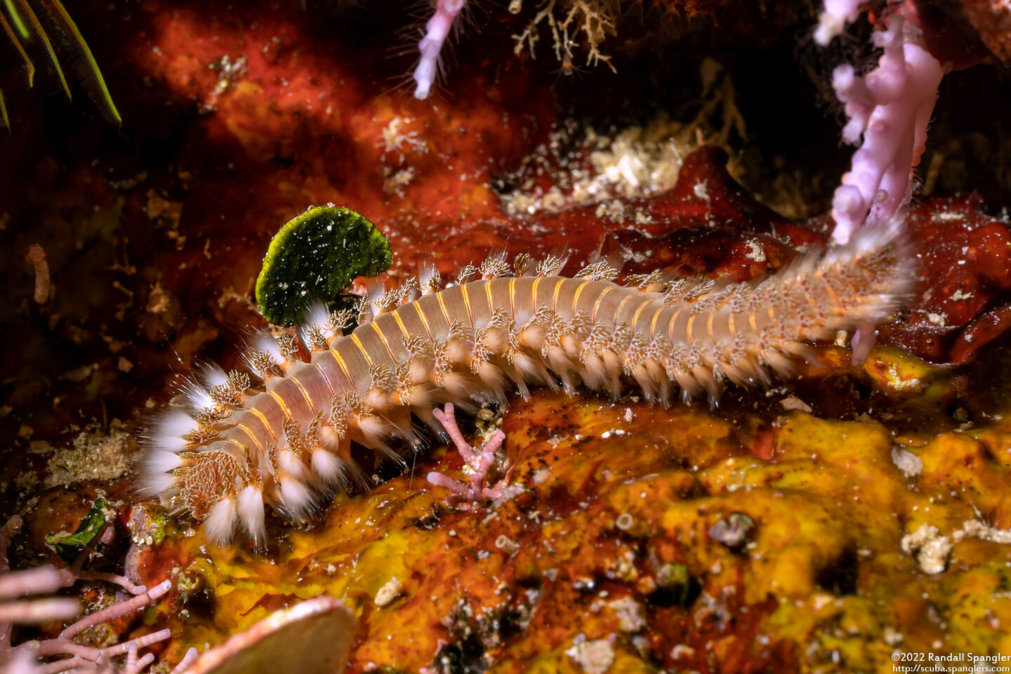 Hermodice carunculata (Bearded Fireworm)