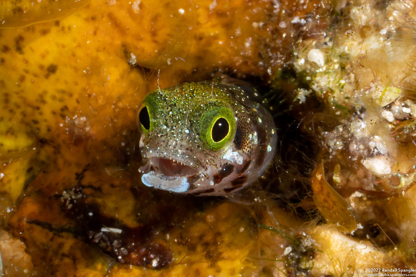Acanthemblemaria spinosa (Spinyhead Blenny)