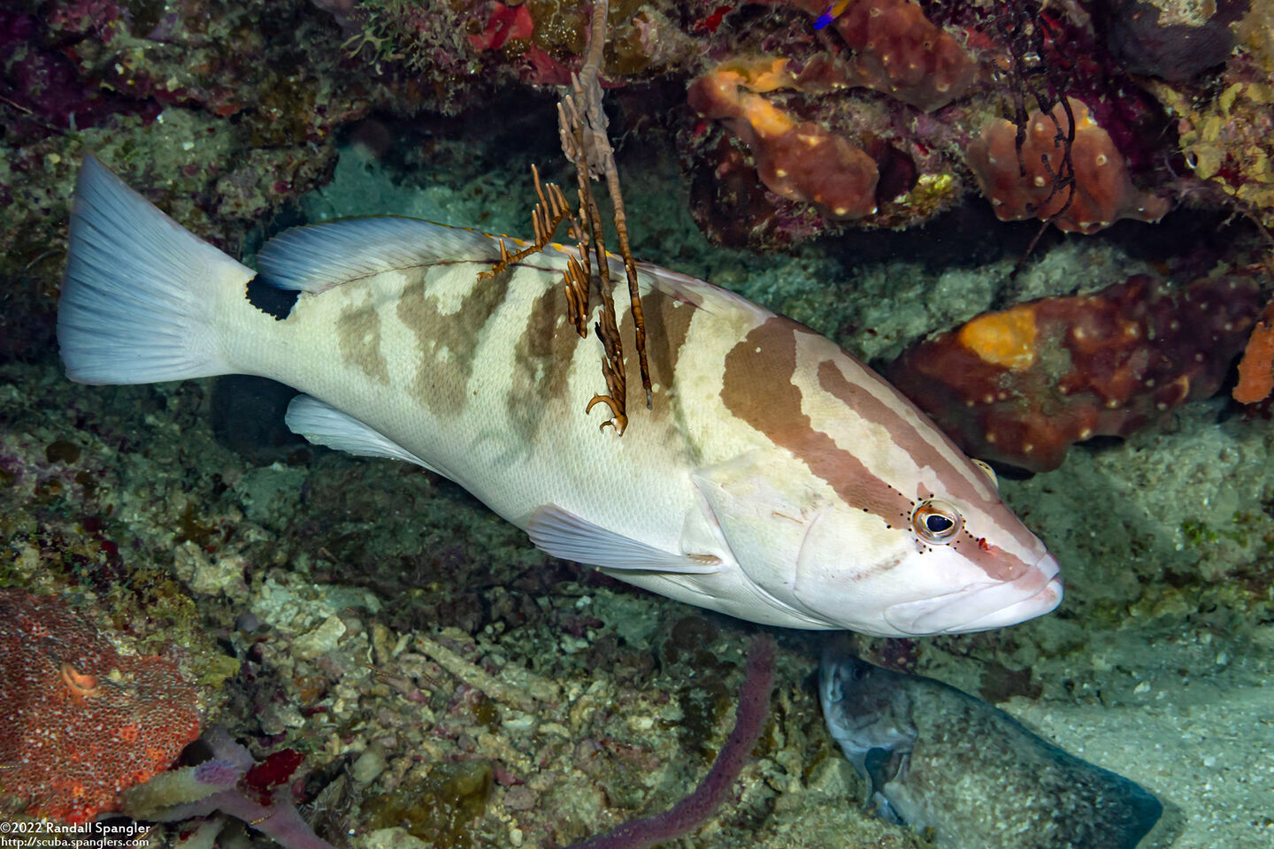 Epinephelus striatus (Nassau Grouper)