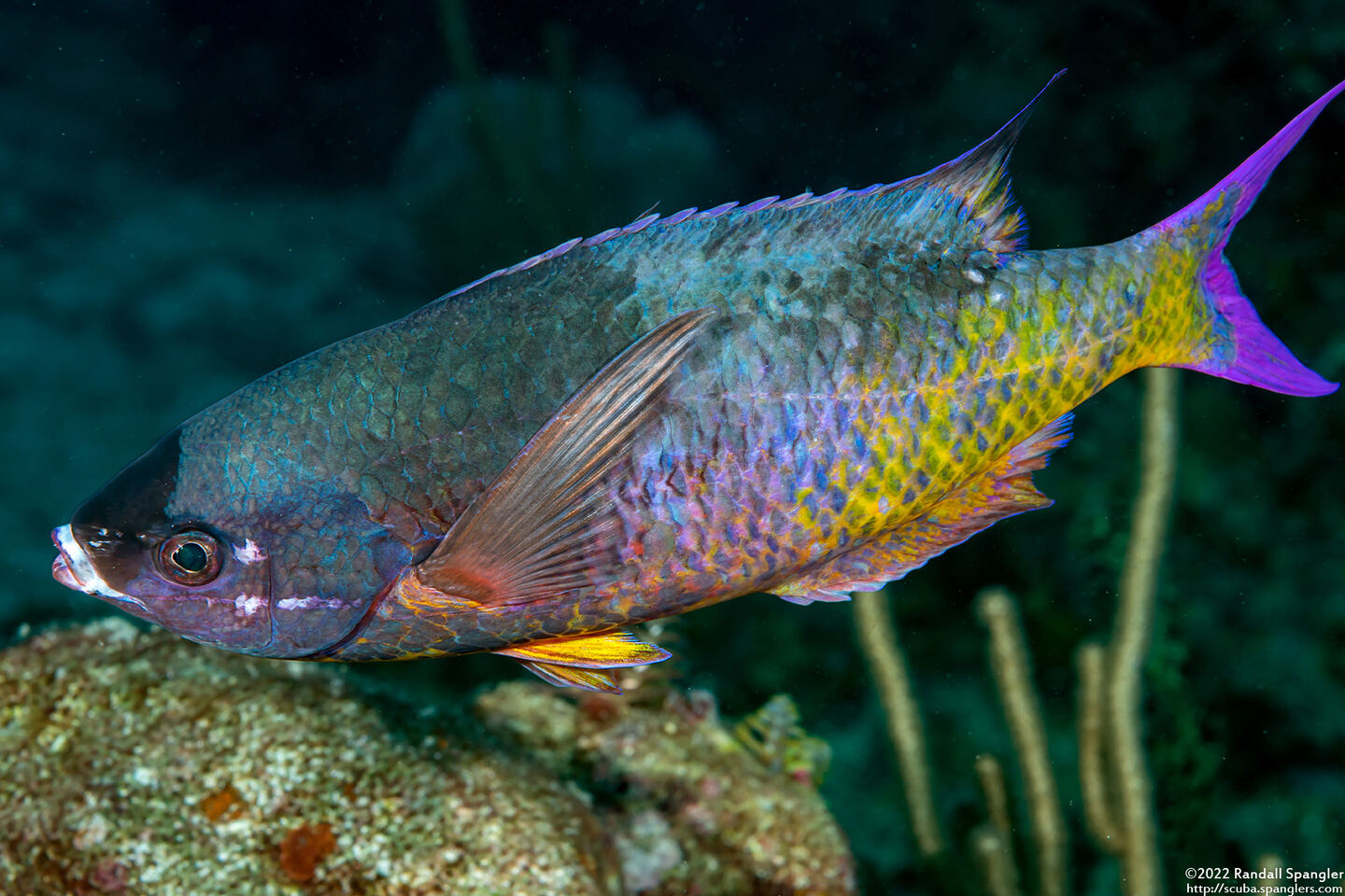 Clepticus parrae (Creole Wrasse)