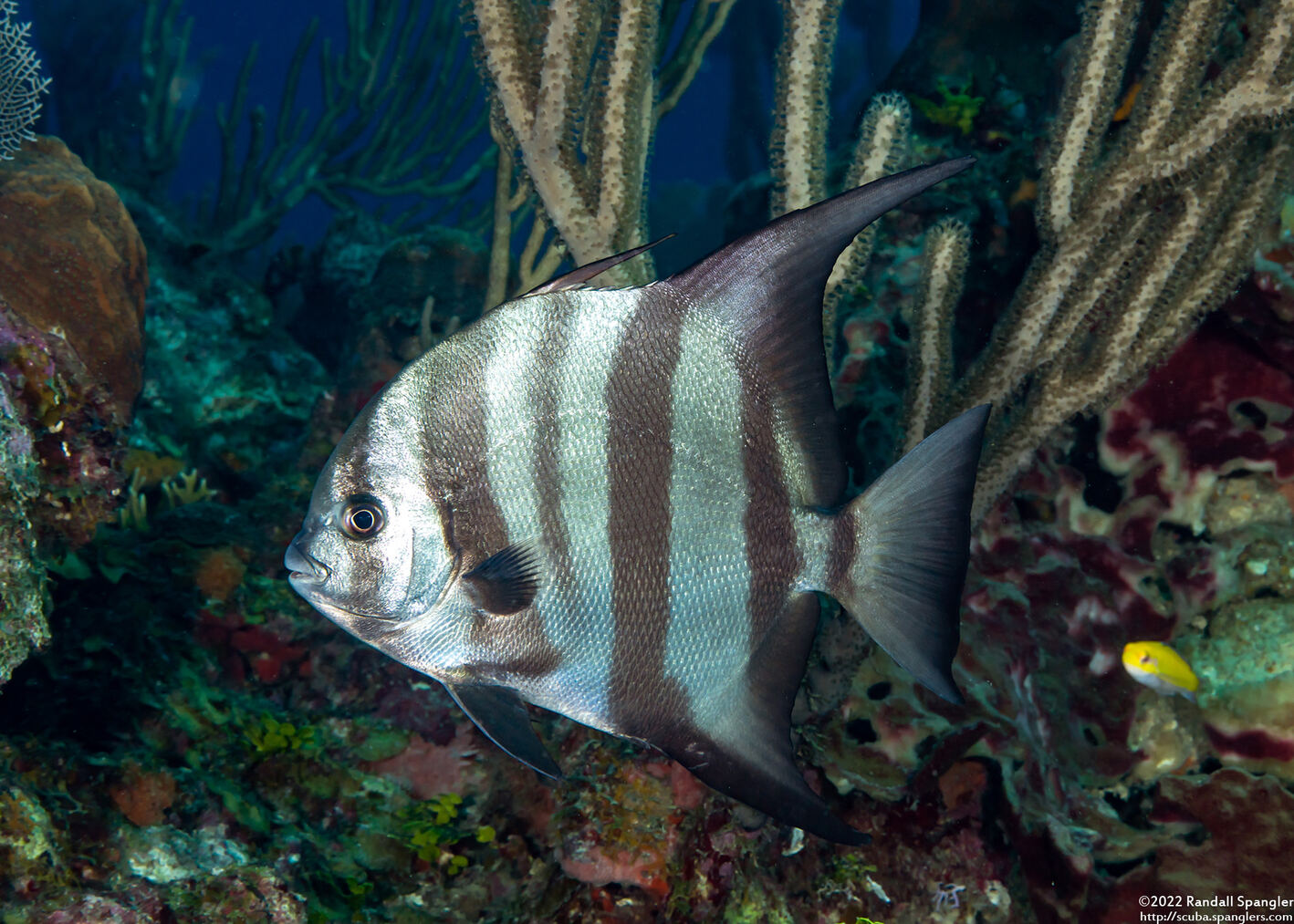 Chaetodipterus faber (Atlantic Spadefish)