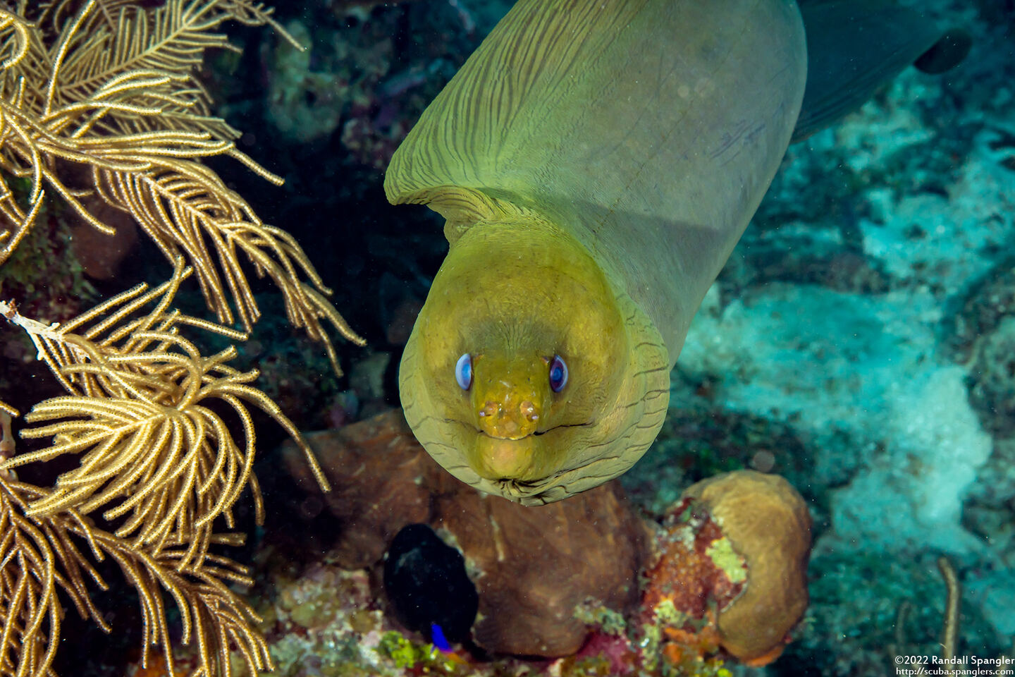 Gymnothorax funebris (Green Moray)