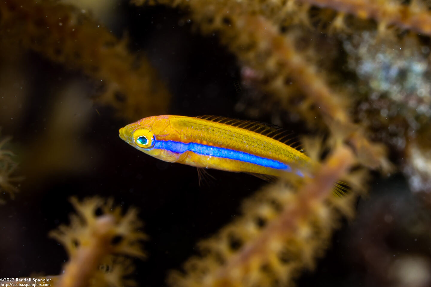 Halichoeres garnoti (Yellowhead Wrasse)