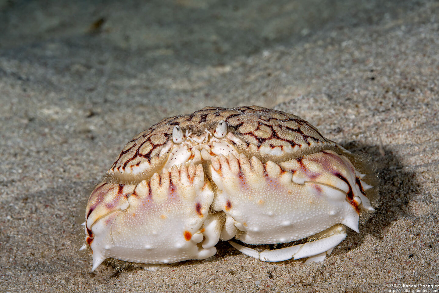 Calappa flammea (Flame Box Crab)