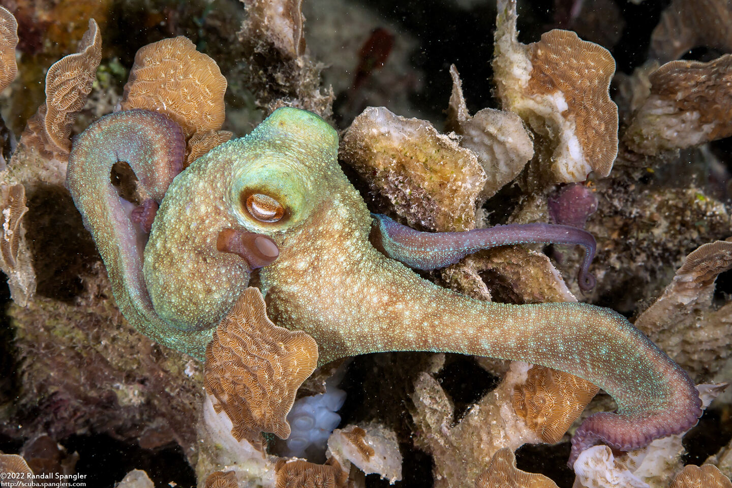 Octopus briareus (Caribbean Reef Octopus)
