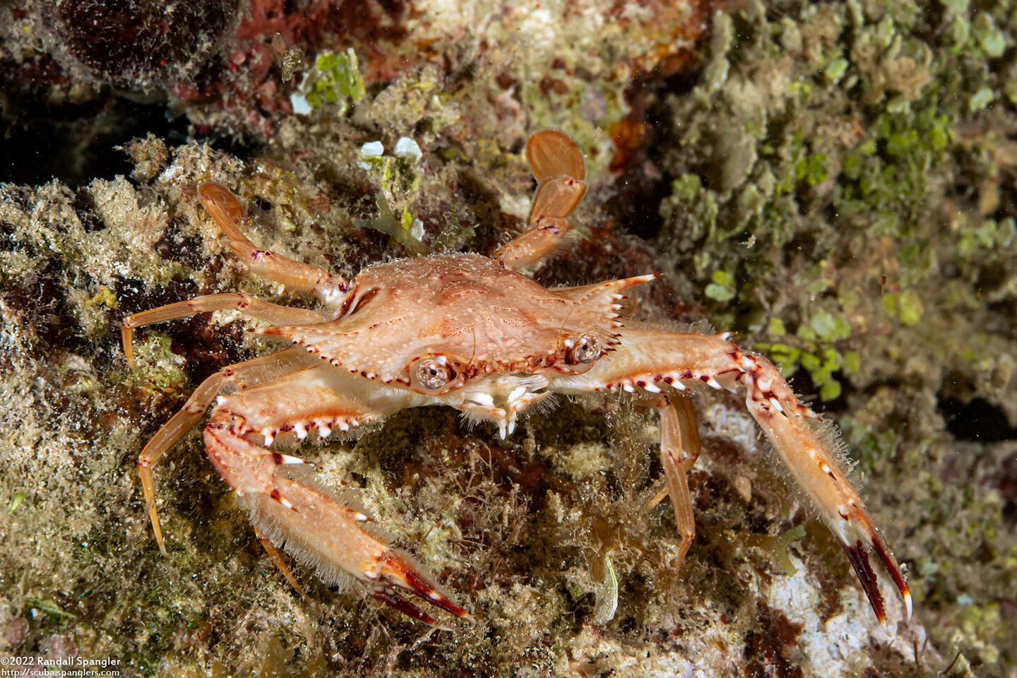 Achelous sebae (Ocellate Swimming Crab)