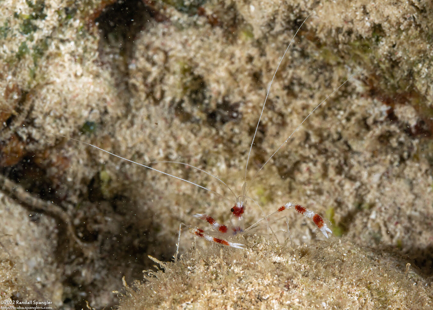 Stenopus hispidus (Banded Coral Shrimp)