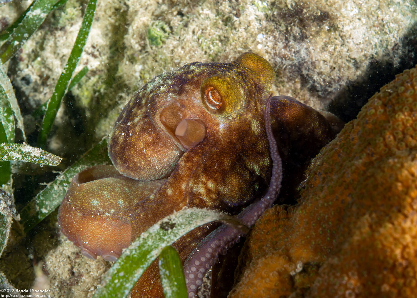 Octopus briareus (Caribbean Reef Octopus)