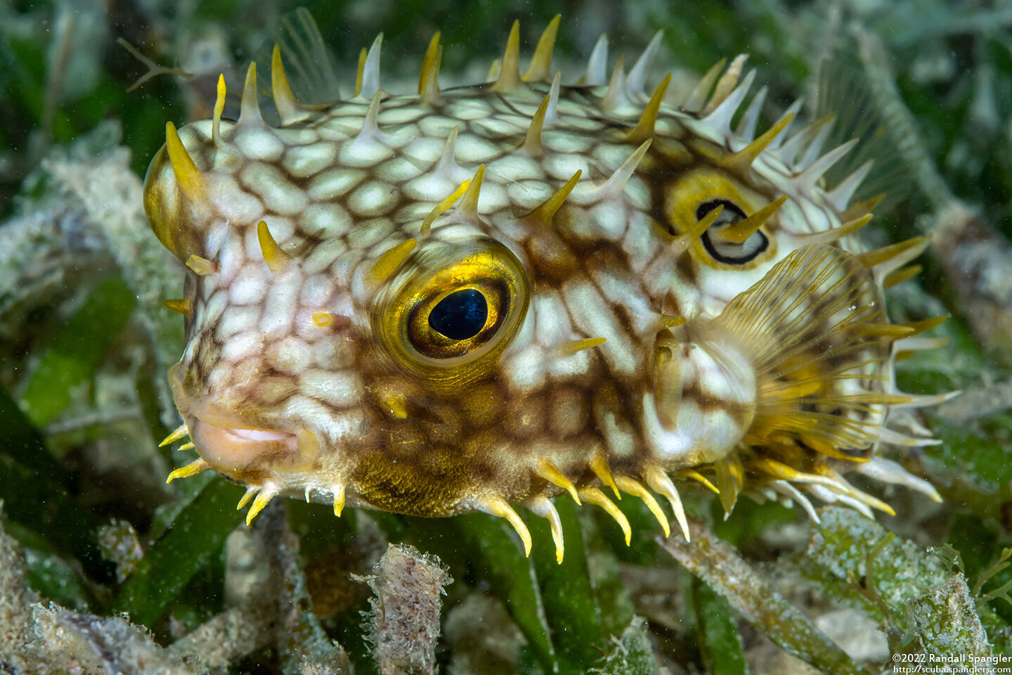 Chilomycterus antillarum (Web Burrfish)