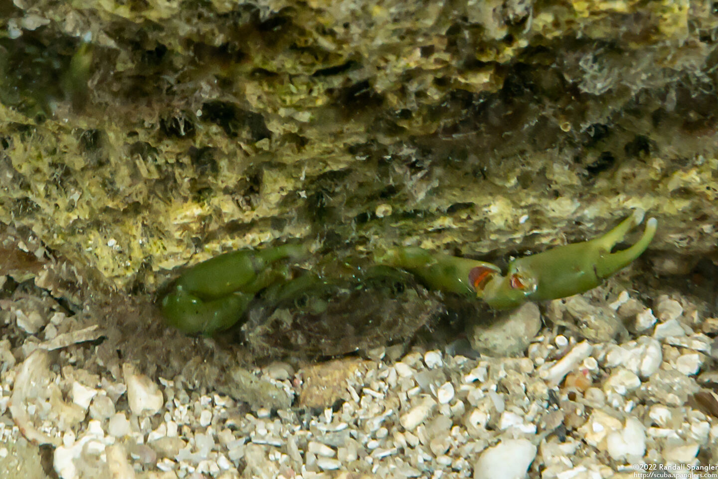 Mithraculus sculptus (Green Clinging Crab)