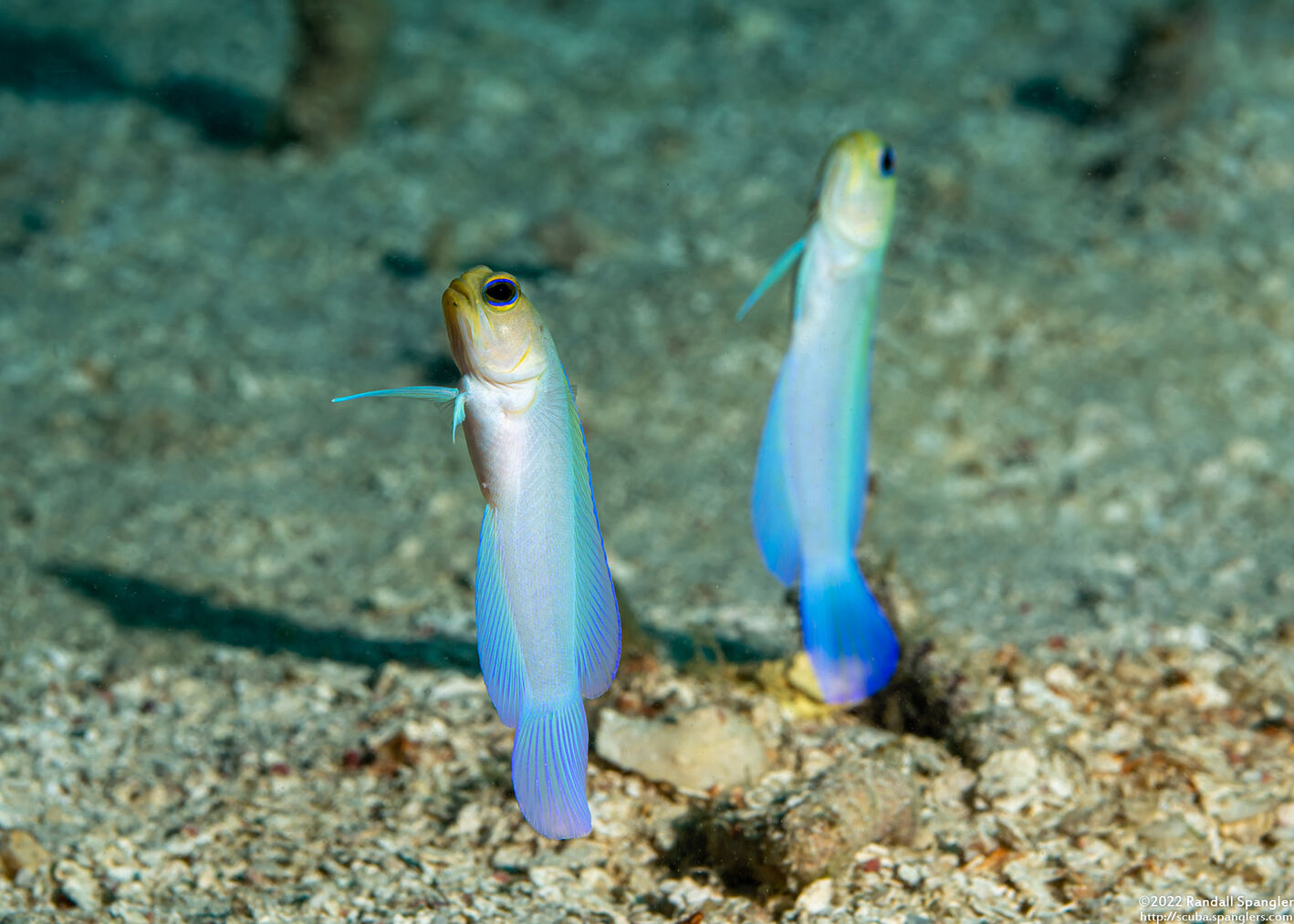 Opistognathus aurifrons (Yellowhead Jawfish)